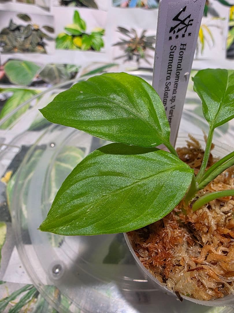 熱帯植物　TZ便　ホマロメナsp.\"斑雪\"　斑入り