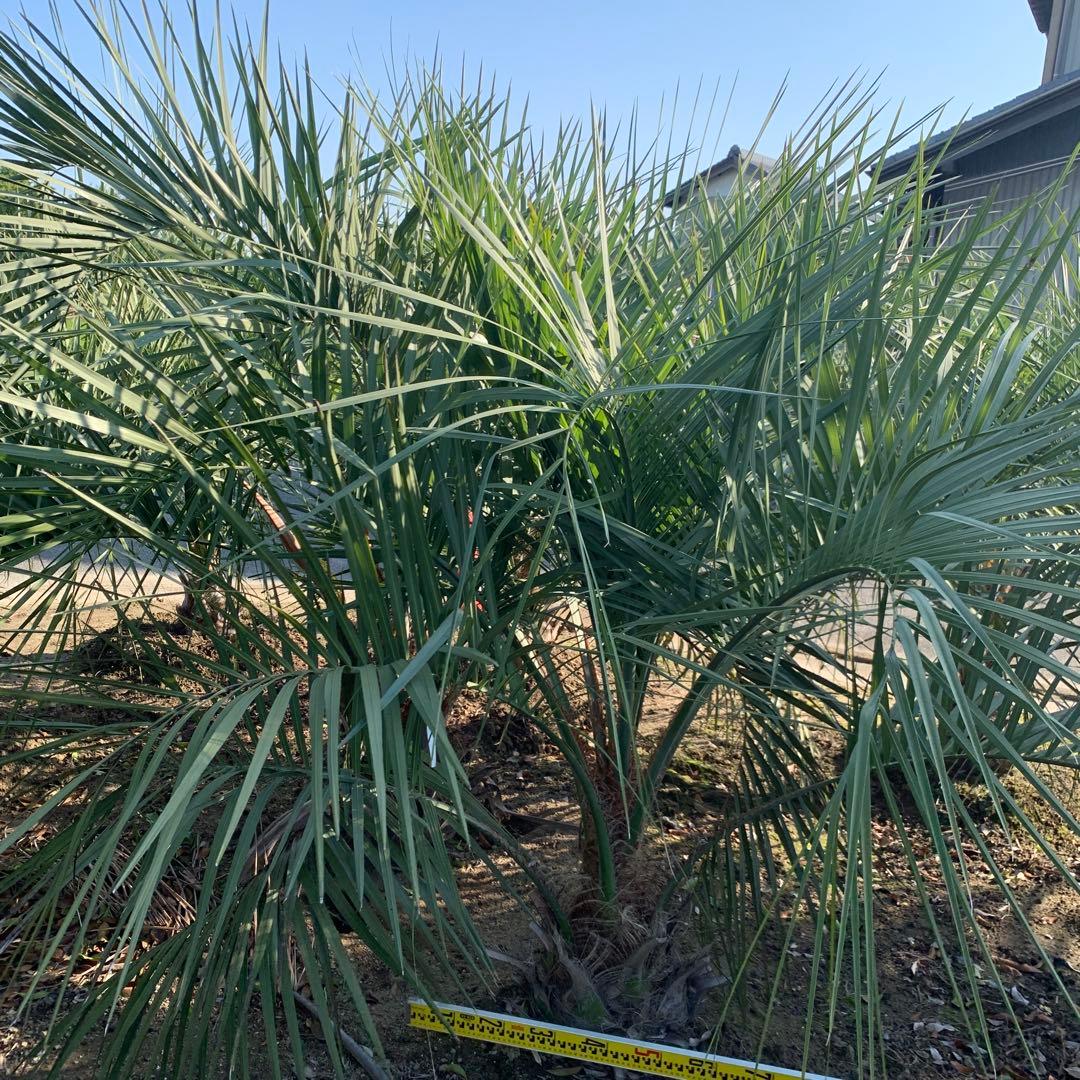 大株　ココスヤシ 約190cm 根巻 ヤシ【引取限定】68