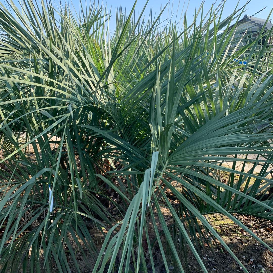 大株　ココスヤシ 約190cm 根巻 ヤシ【引取限定】68