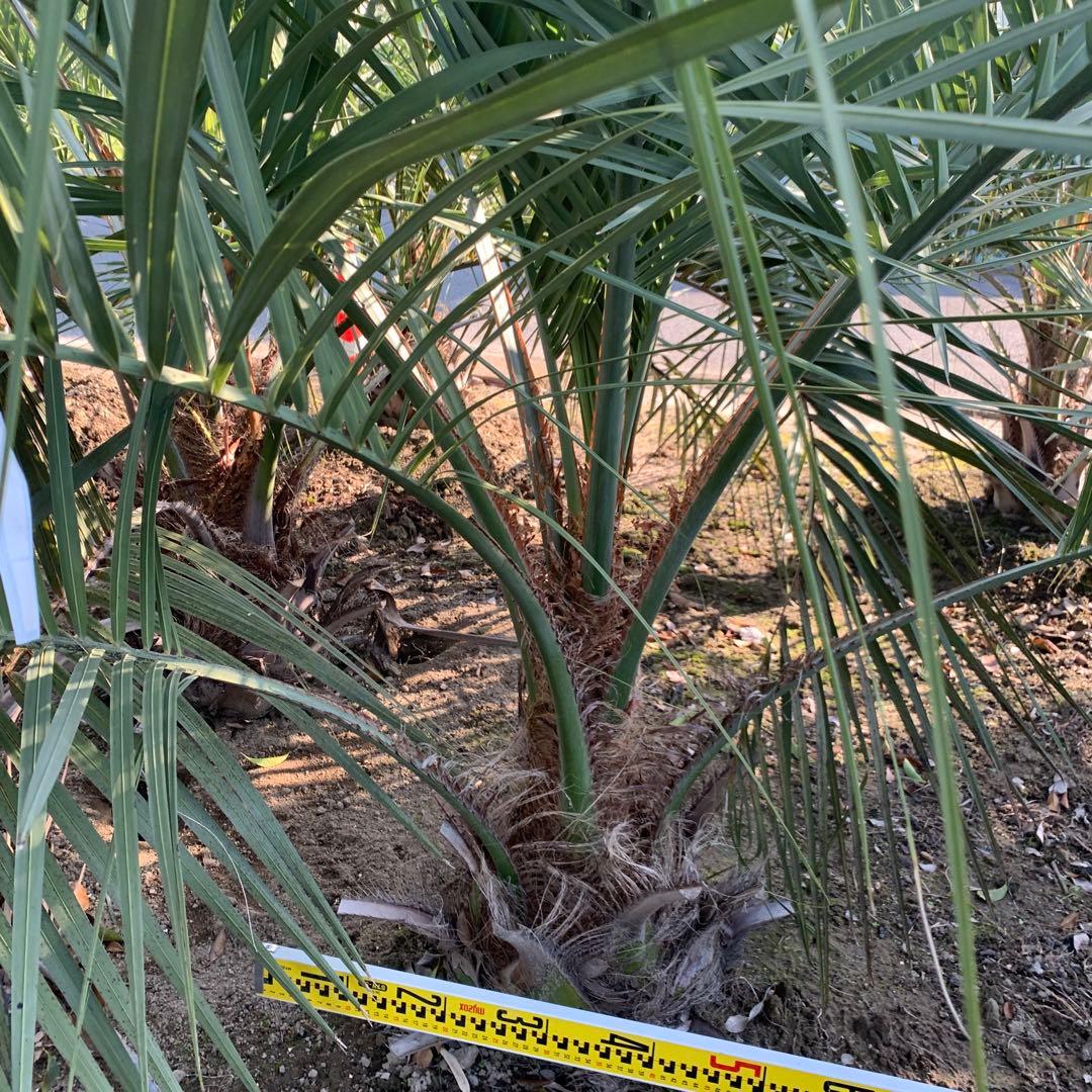 大株　ココスヤシ 約190cm 根巻 ヤシ【引取限定】68