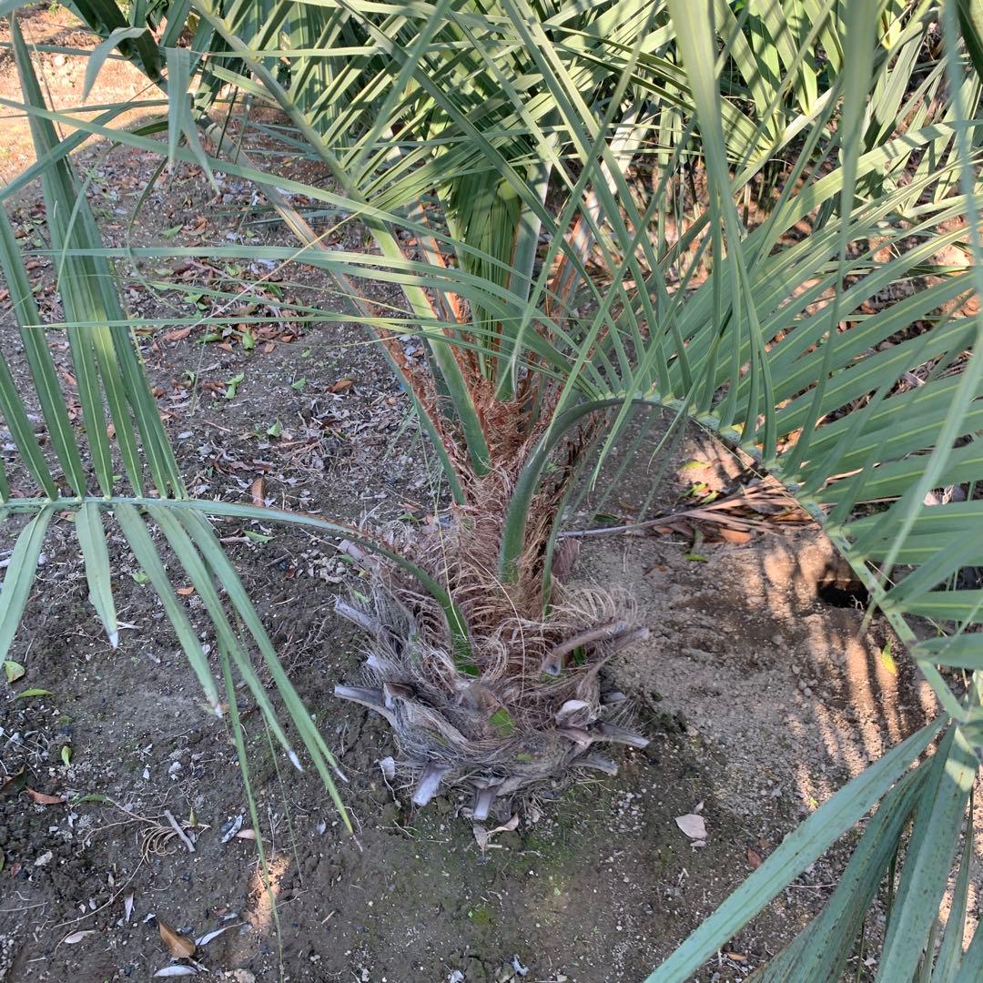 大株　ココスヤシ 約190cm 根巻 ヤシ【引取限定】68