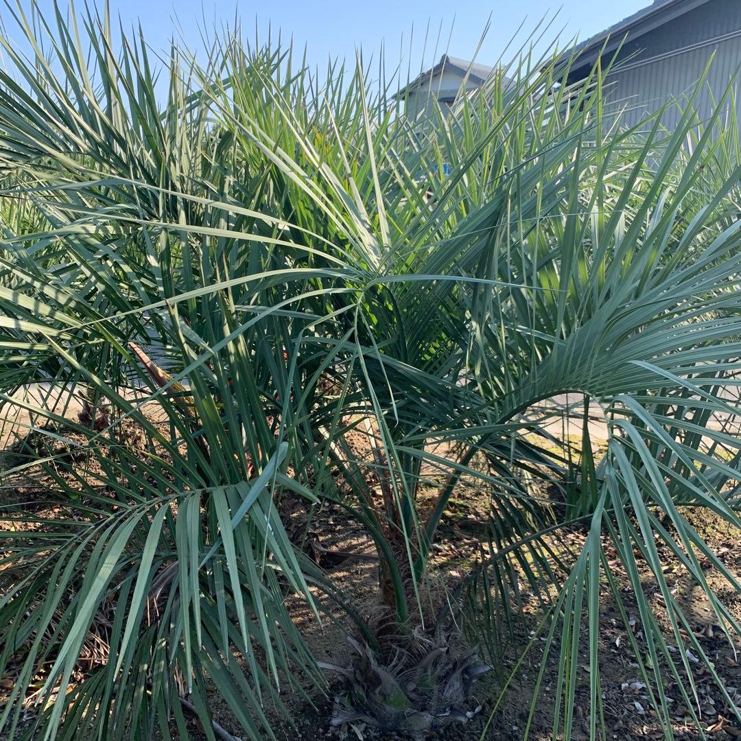 大株　ココスヤシ 約190cm 根巻 ヤシ【引取限定】68