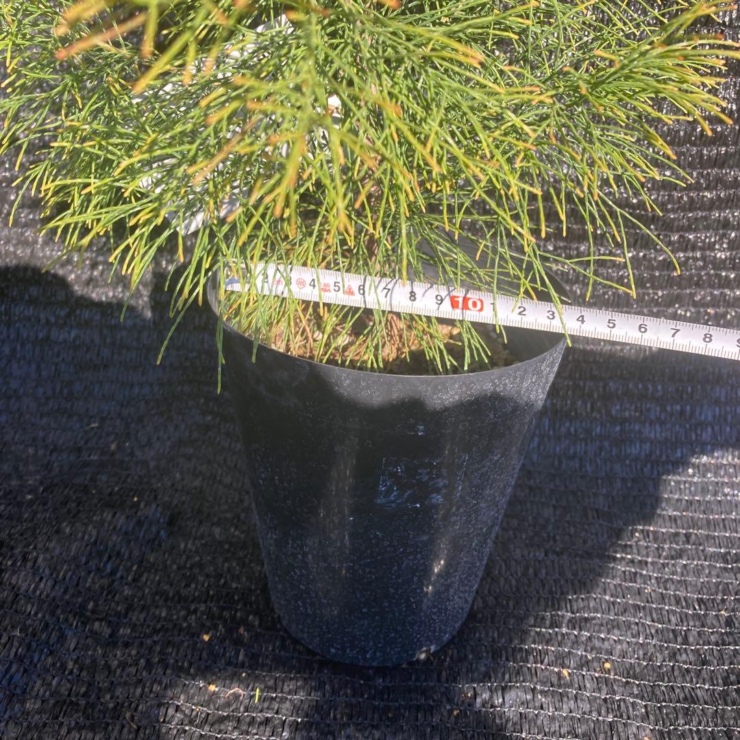 ②*ஐレア種！茶色い実もなる*ஐ【ディーンツリー・パインブラウンシュガー 】５号