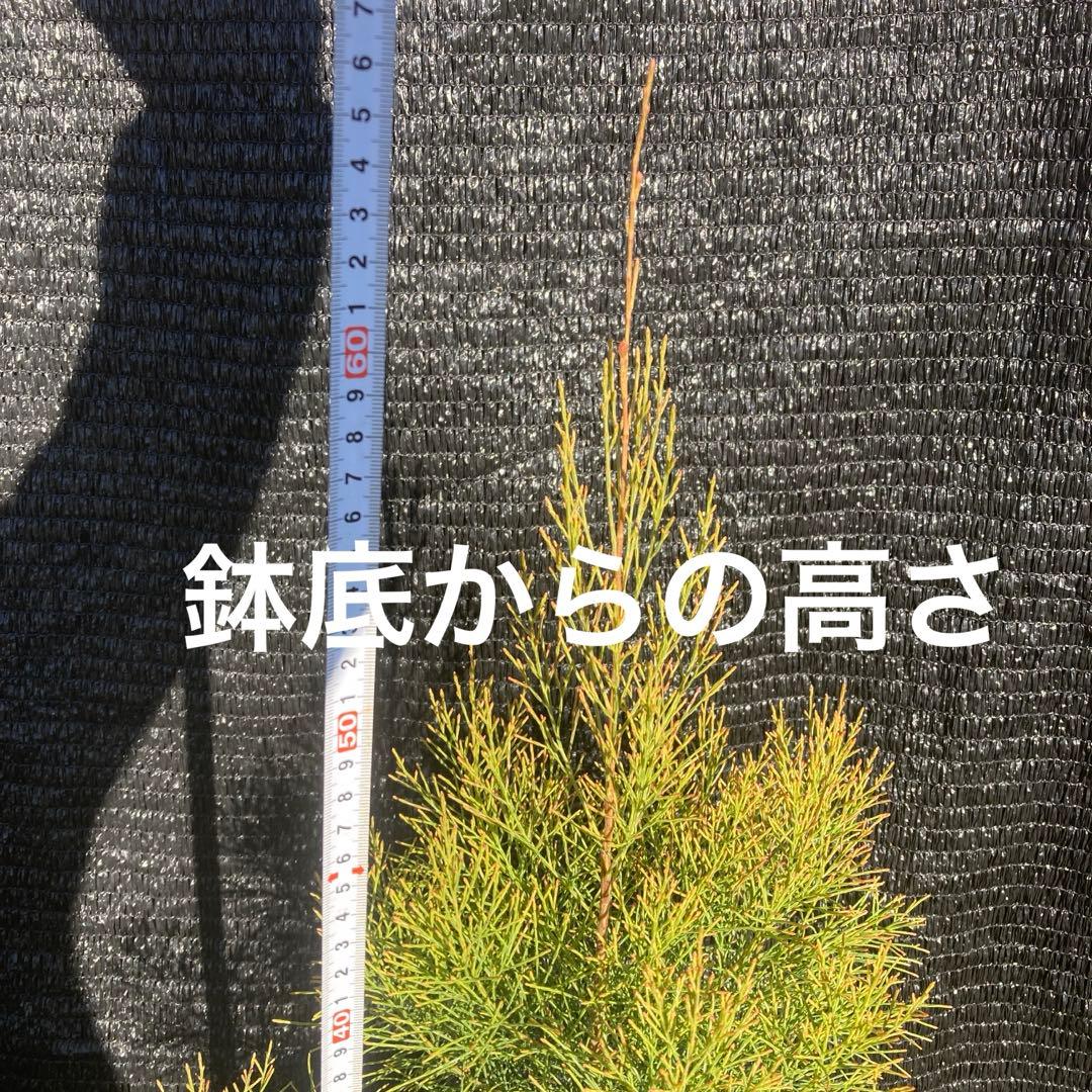 ②*ஐレア種！茶色い実もなる*ஐ【ディーンツリー・パインブラウンシュガー 】５号