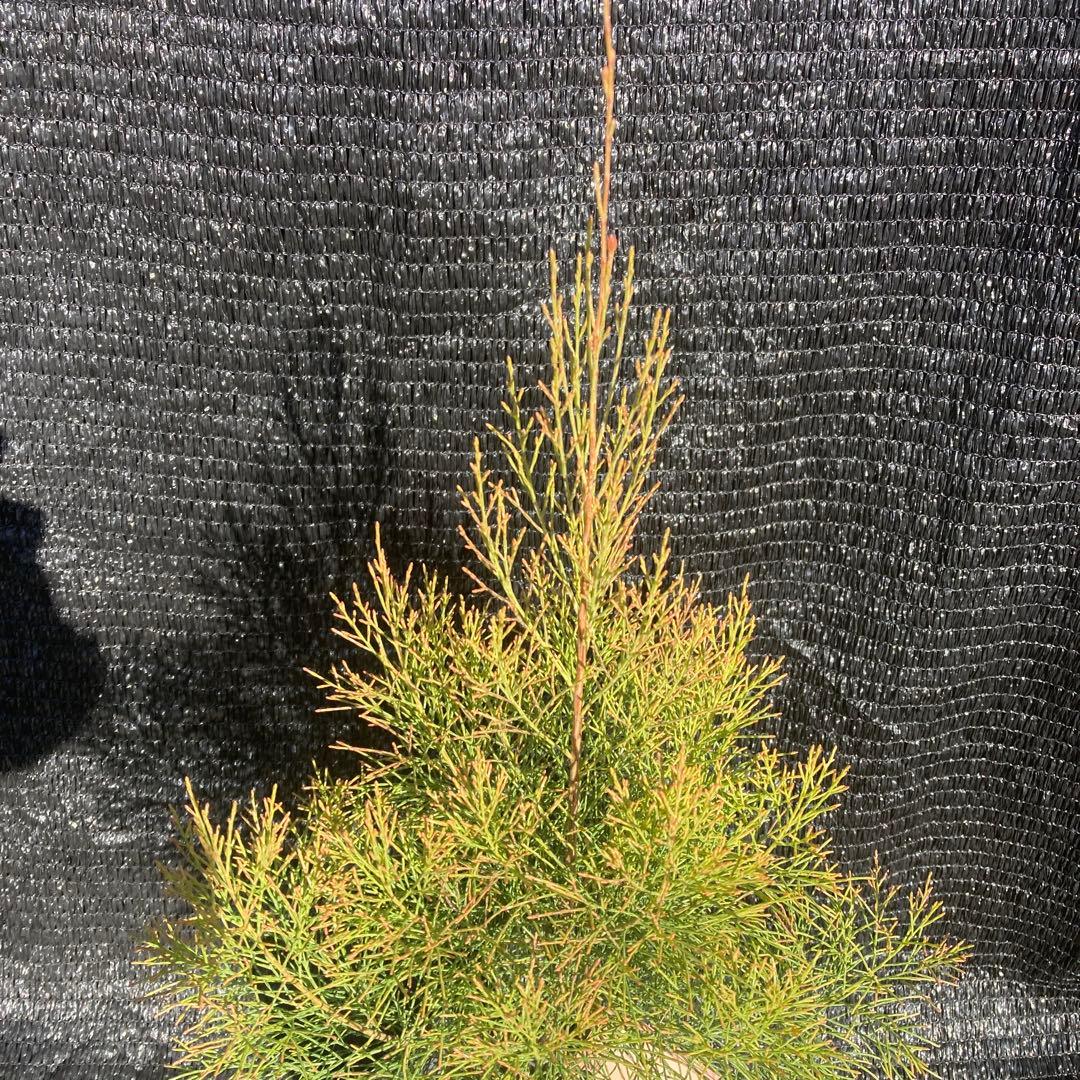 ②*ஐレア種！茶色い実もなる*ஐ【ディーンツリー・パインブラウンシュガー 】５号