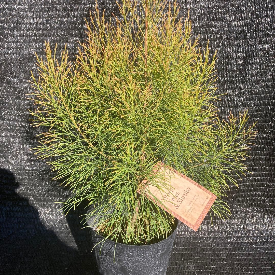 ②*ஐレア種！茶色い実もなる*ஐ【ディーンツリー・パインブラウンシュガー 】５号