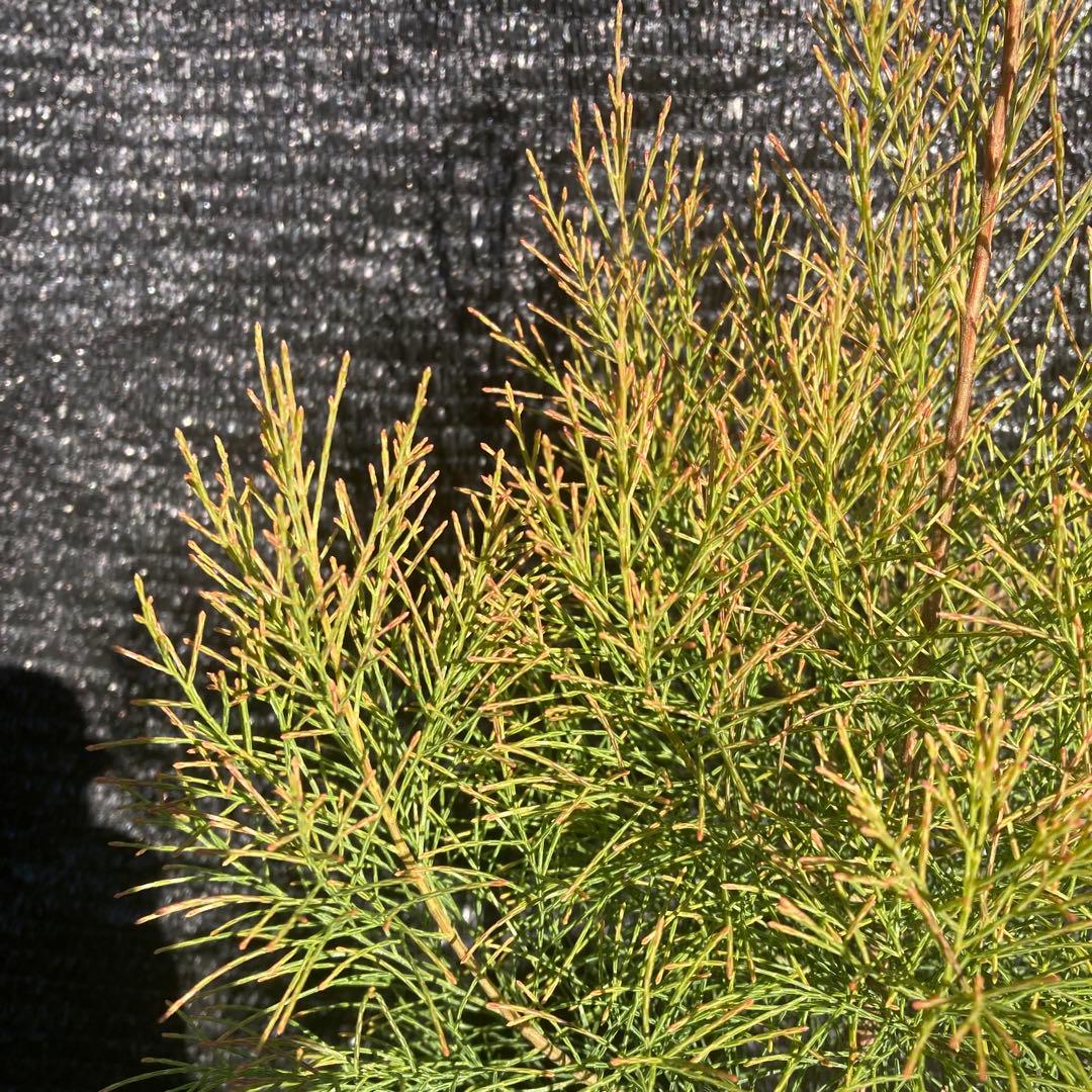 ②*ஐレア種！茶色い実もなる*ஐ【ディーンツリー・パインブラウンシュガー 】５号