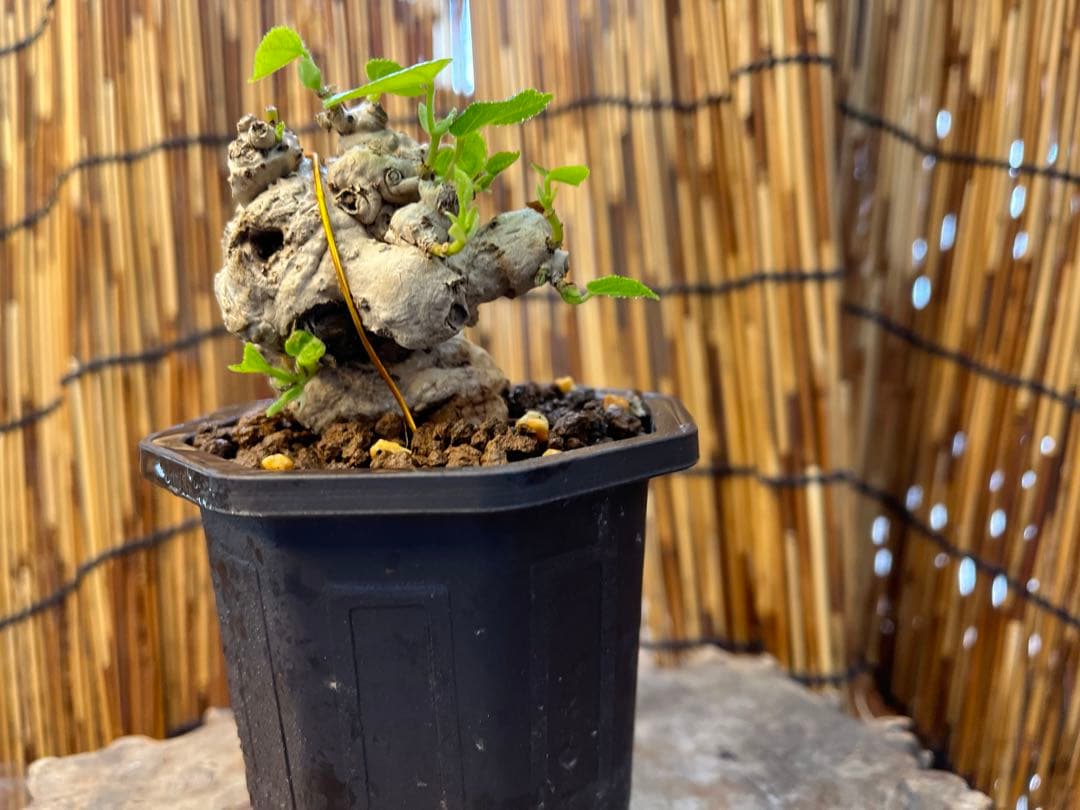 ✨✨✨オキナワオオハマボウ【◎良品サバ幹】検/ユウナハート葉♪happyセール♪