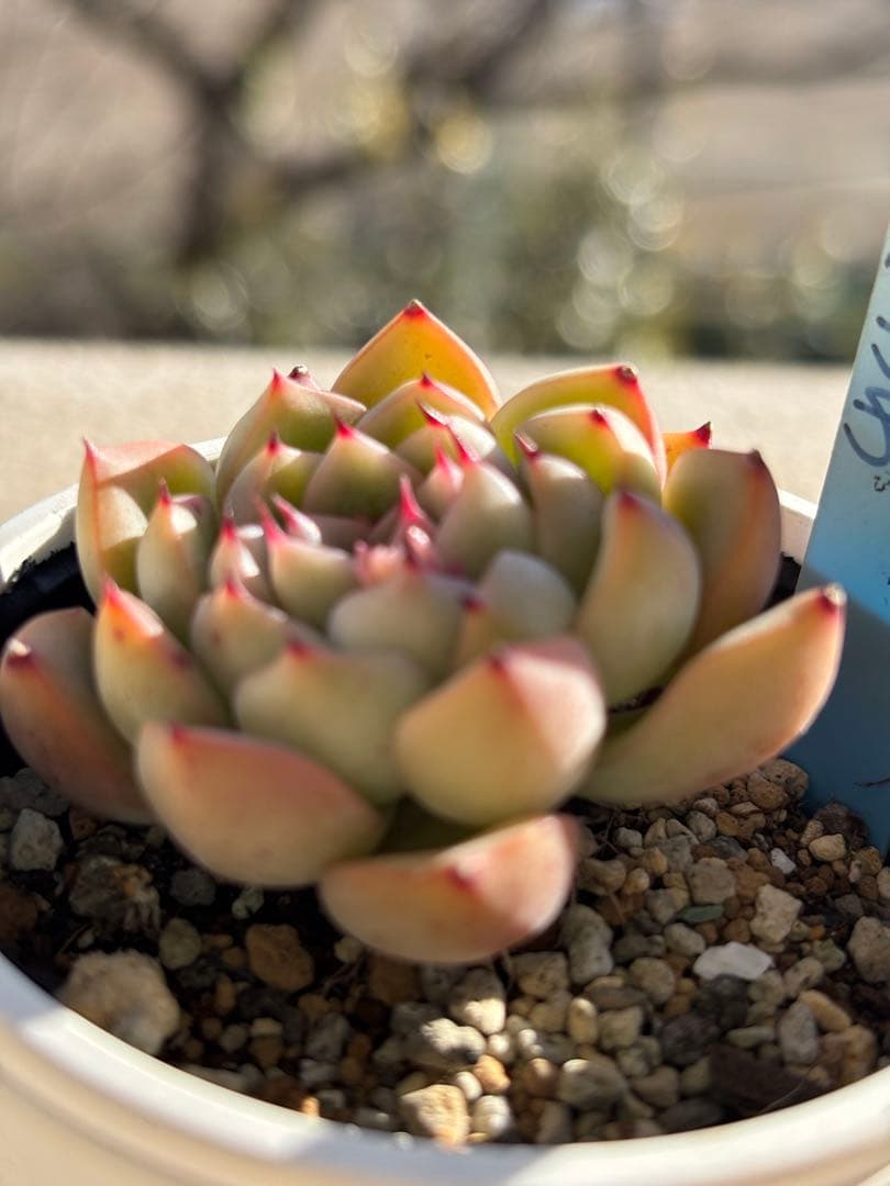 １８　多肉　花うらら×ざわわ　おらいさん苗　青札　検) ミックスベリア