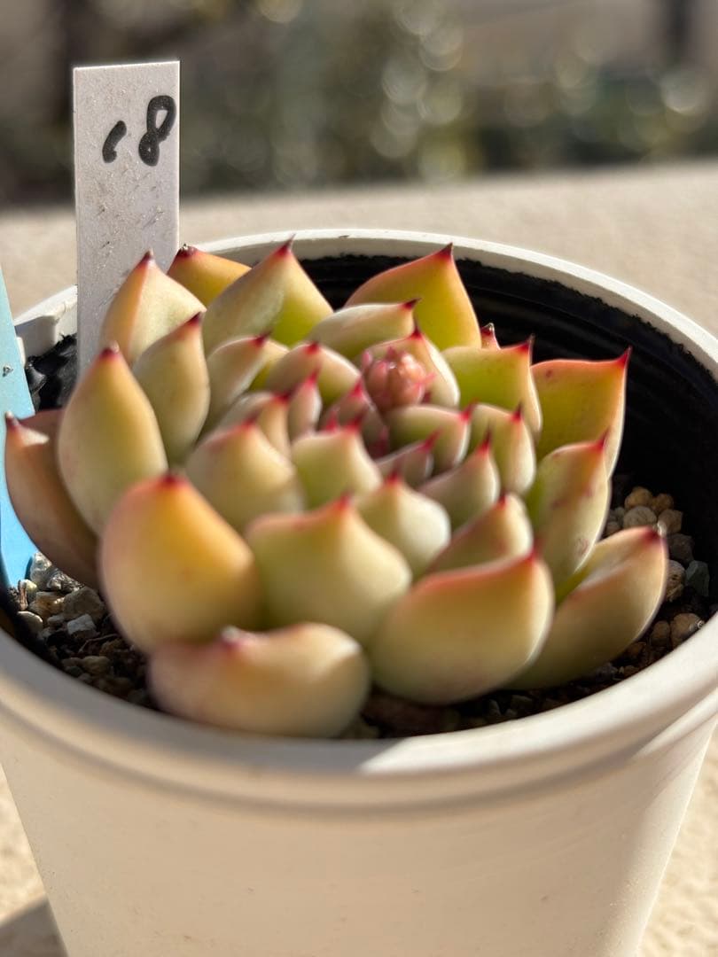 １８　多肉　花うらら×ざわわ　おらいさん苗　青札　検) ミックスベリア