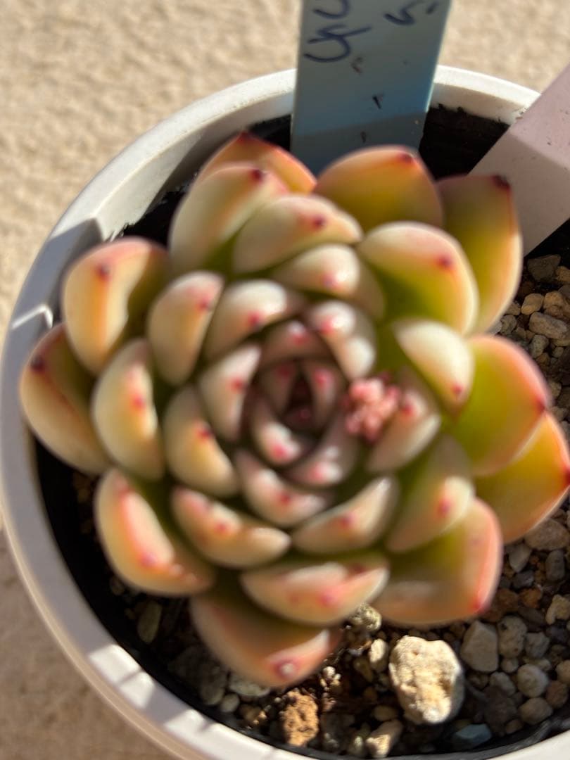 １８　多肉　花うらら×ざわわ　おらいさん苗　青札　検) ミックスベリア