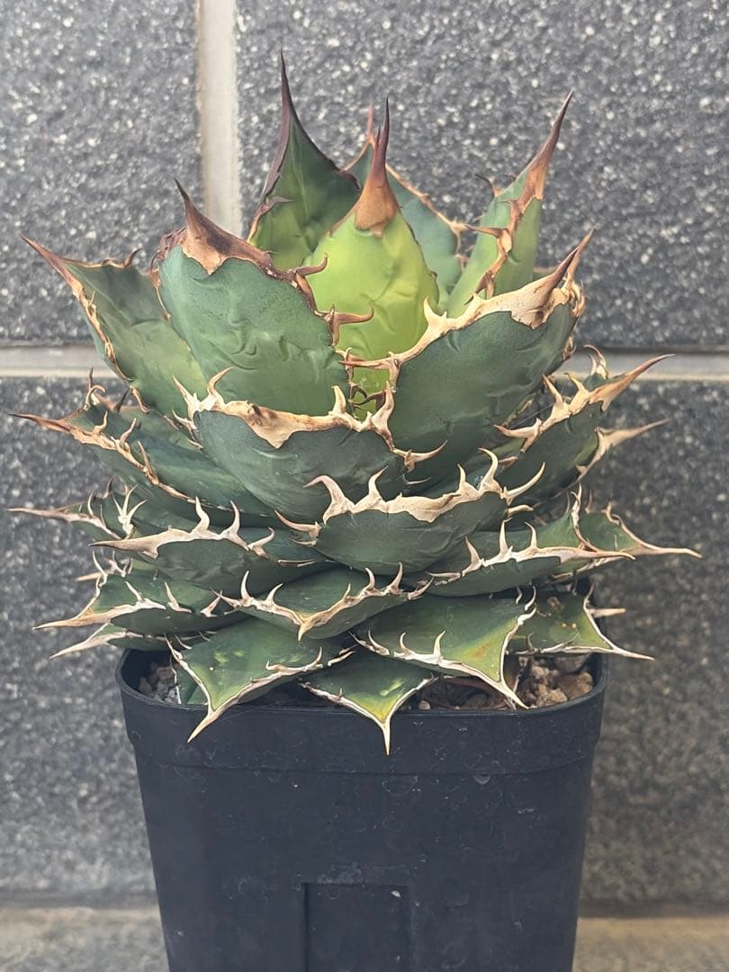 アガベ チタノタ 大株 親株 - メルカリ