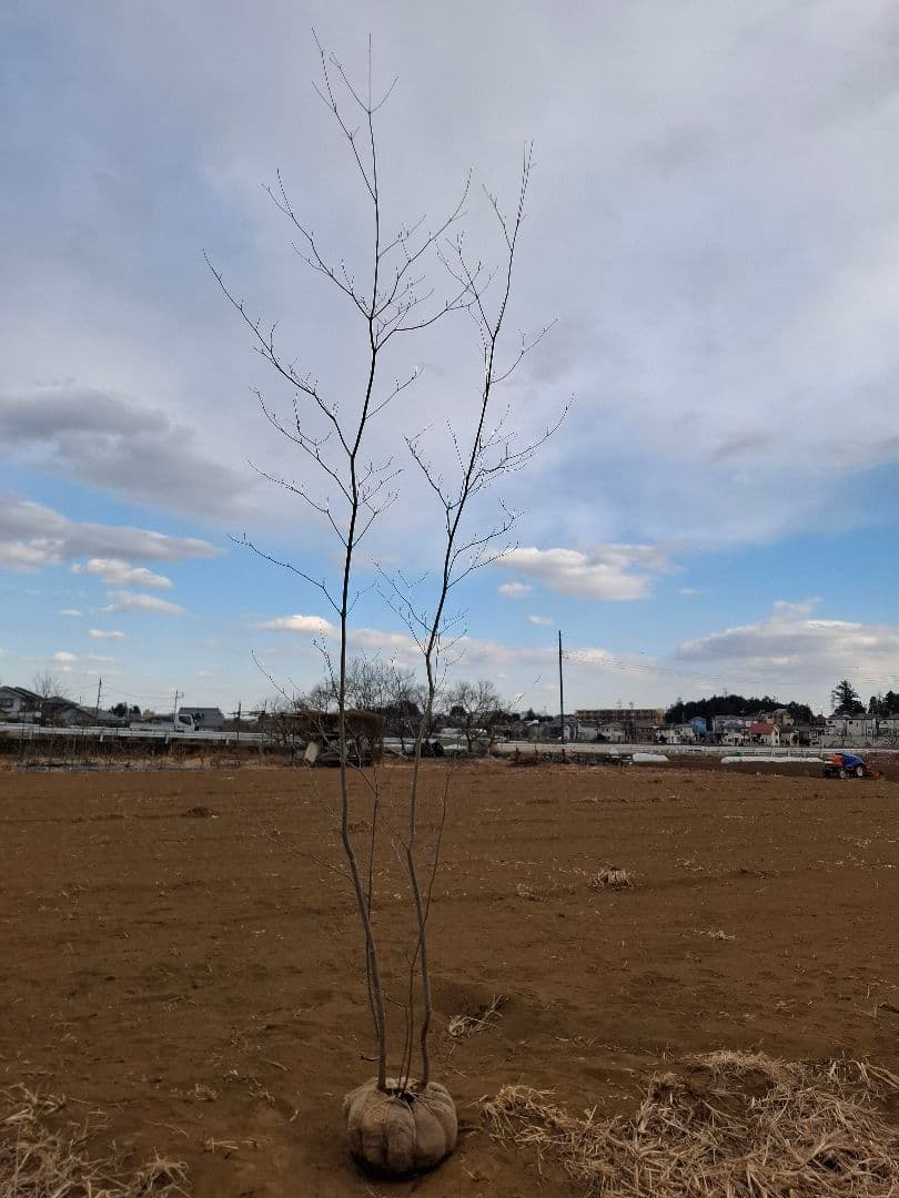 希少 サラサドウダンツツジ ーーアオダモ アオハダ モミジ 山彩りーー