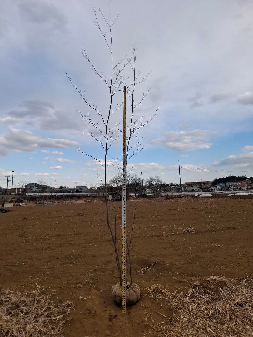 希少 サラサドウダンツツジ ーーアオダモ アオハダ モミジ 山彩りーー