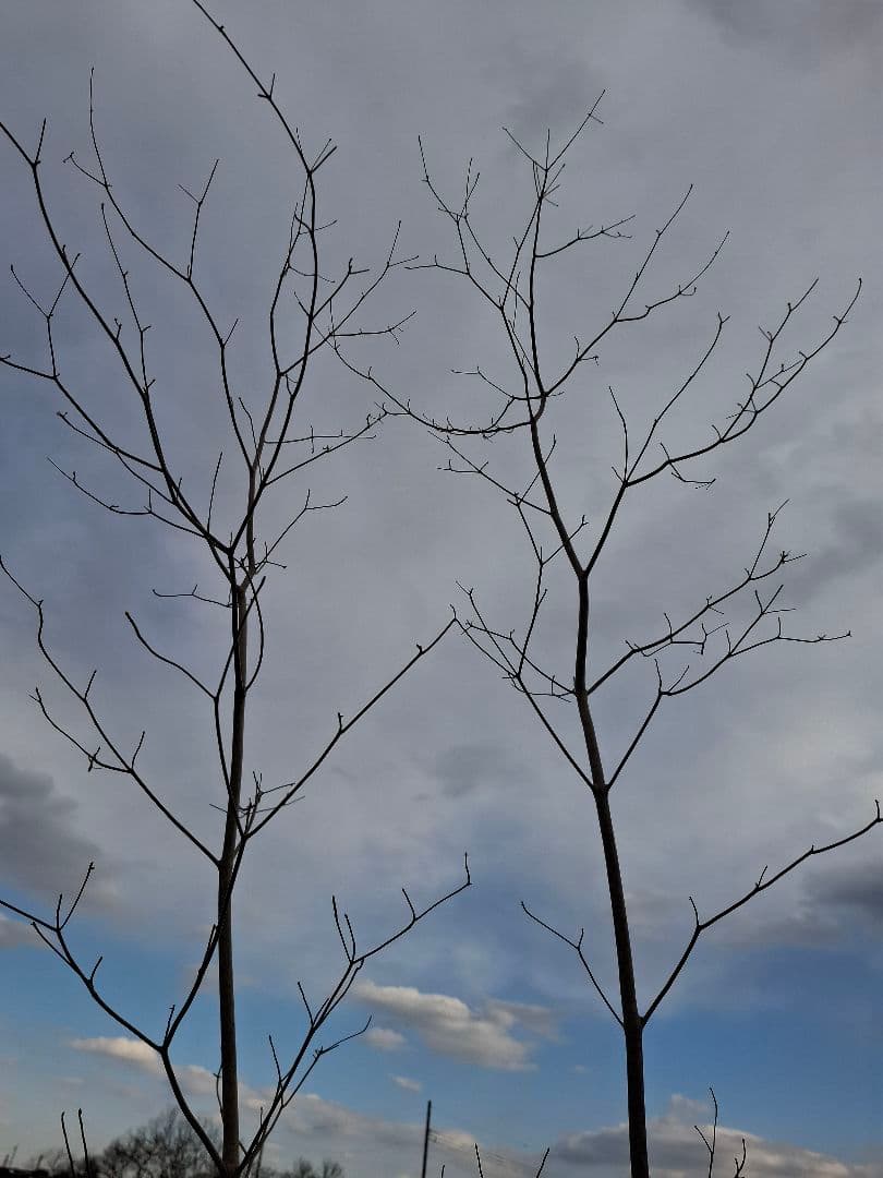 希少 サラサドウダンツツジ ーーアオダモ アオハダ モミジ 山彩りーー