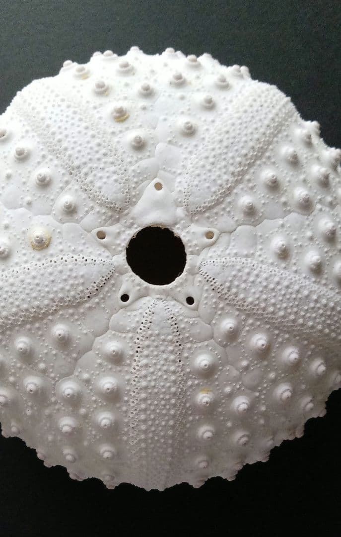 天然素材 ウニ殻 シーウーチン 綺麗なガンガゼ 標本 - メルカリ