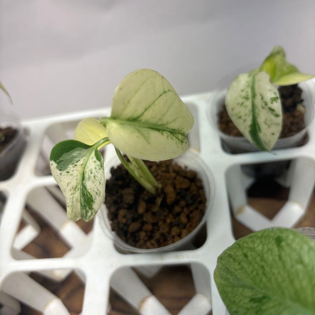 ち*え様 5株セットms33【特別選抜】ホワイトモンスター／天津蘭 モンステラ斑