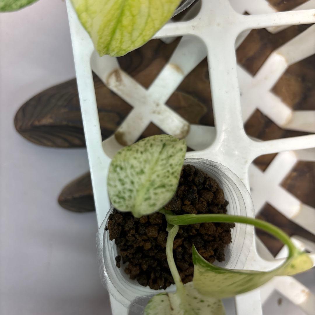 ち*え様 5株セットms33【特別選抜】ホワイトモンスター／天津蘭 モンステラ斑