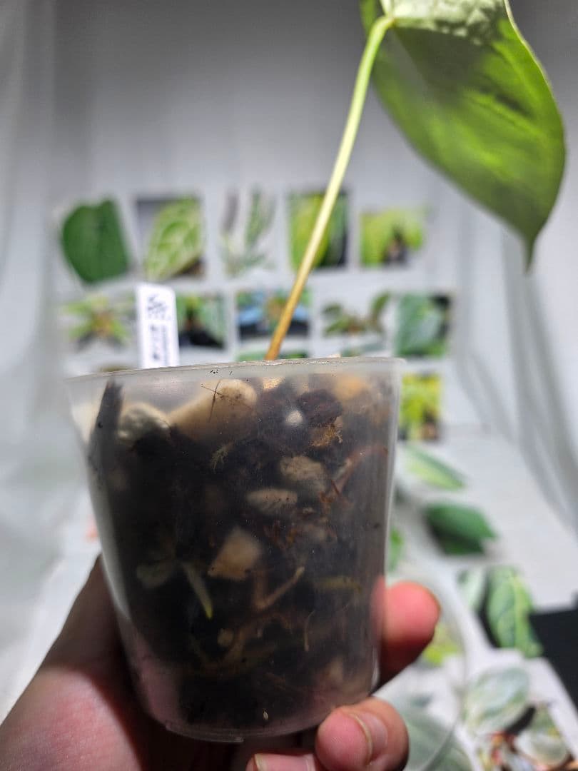 熱帯植物 アンスリウム SKG シルバー 超ラメ脈 - メルカリ