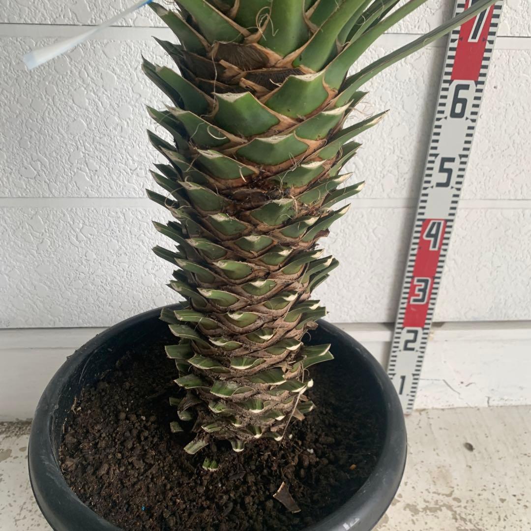 売り尽くしSALE ユッカ　フィリフェラ　大株　オーレア　幹太　95