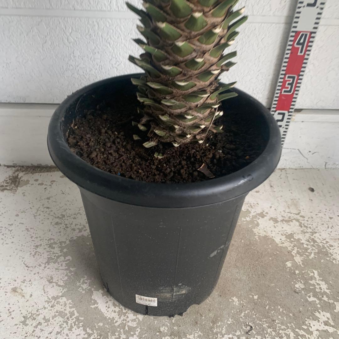 売り尽くしSALE ユッカ　フィリフェラ　大株　オーレア　幹太　95