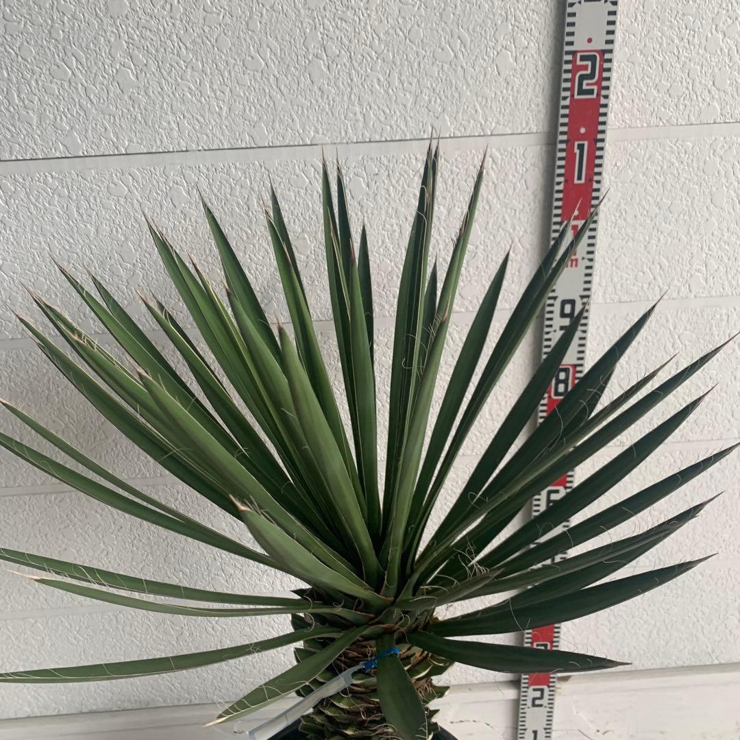 売り尽くしSALE ユッカ　フィリフェラ　大株　オーレア　幹太　95