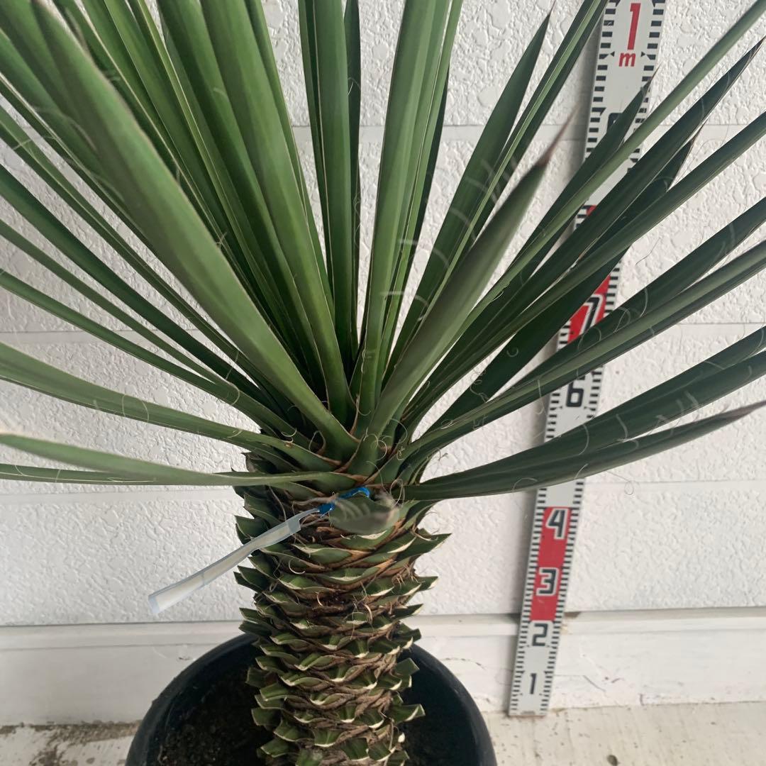 売り尽くしSALE ユッカ　フィリフェラ　大株　オーレア　幹太　95