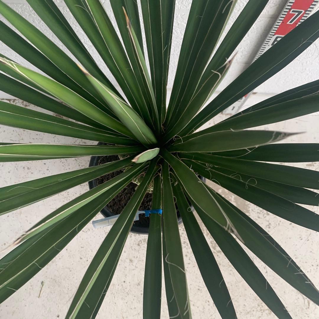 売り尽くしSALE ユッカ　フィリフェラ　大株　オーレア　幹太　95