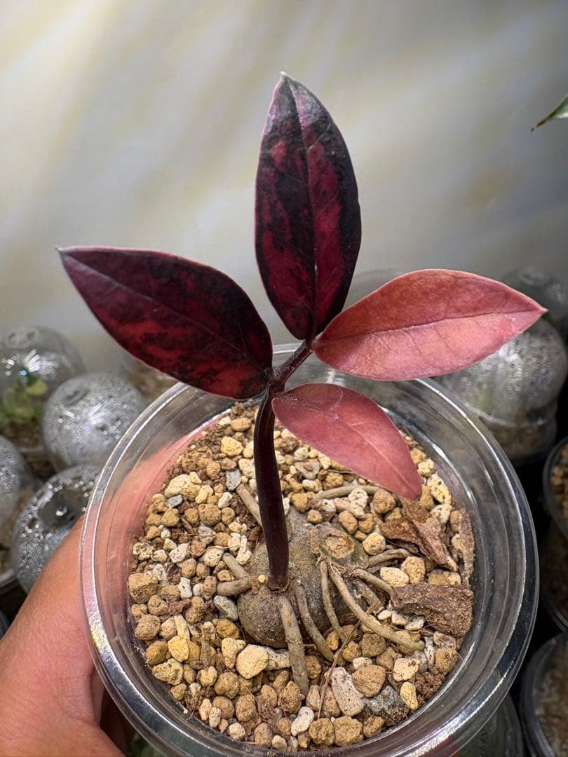 ZZ ブラックピンク