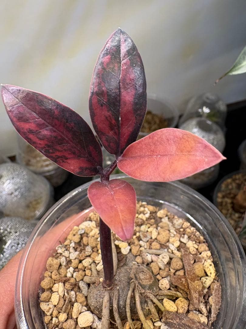 ZZ ブラックピンク