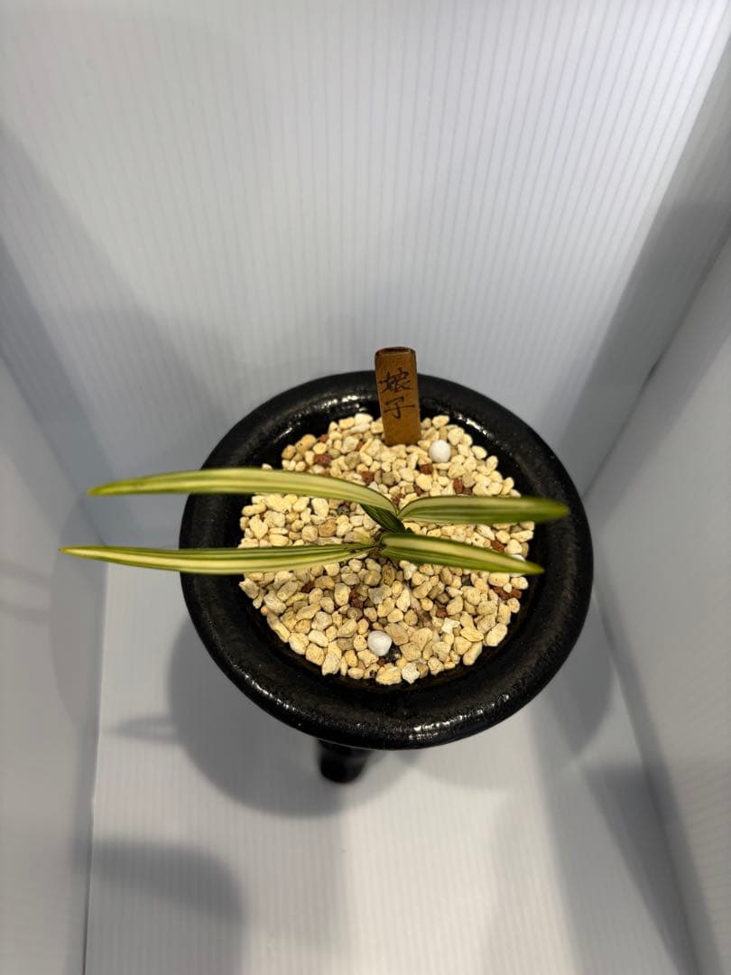 春蘭　韓国春蘭　娘子