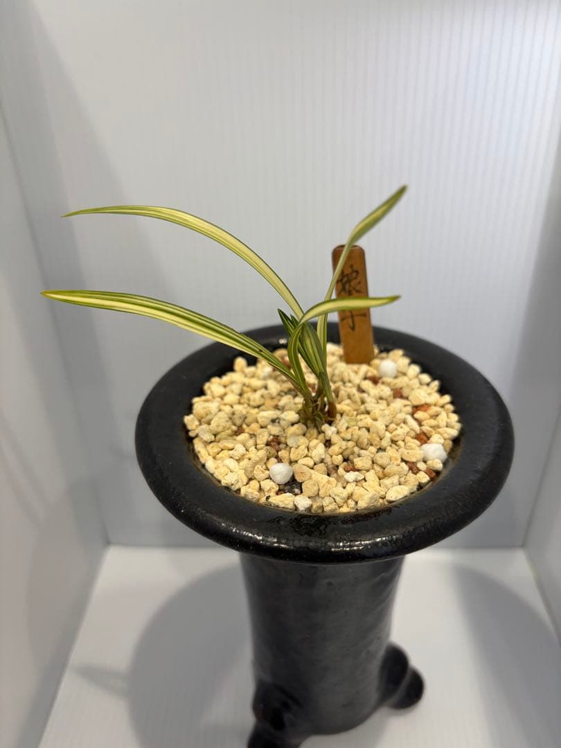 春蘭　韓国春蘭　娘子