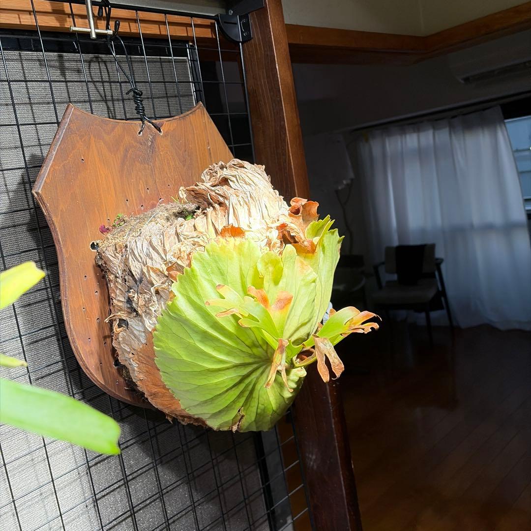 壁掛けビカクシダ リドレイ