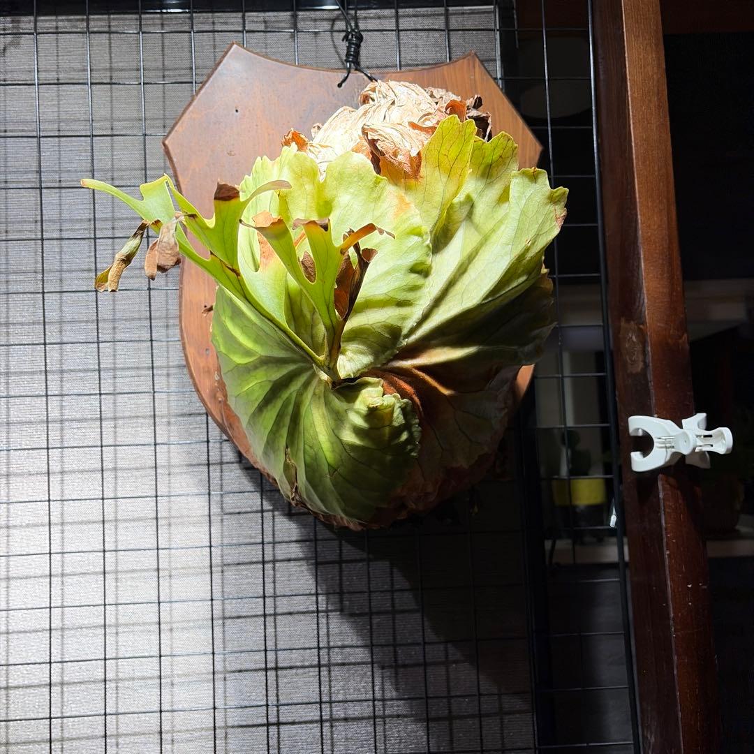 壁掛けビカクシダ リドレイ