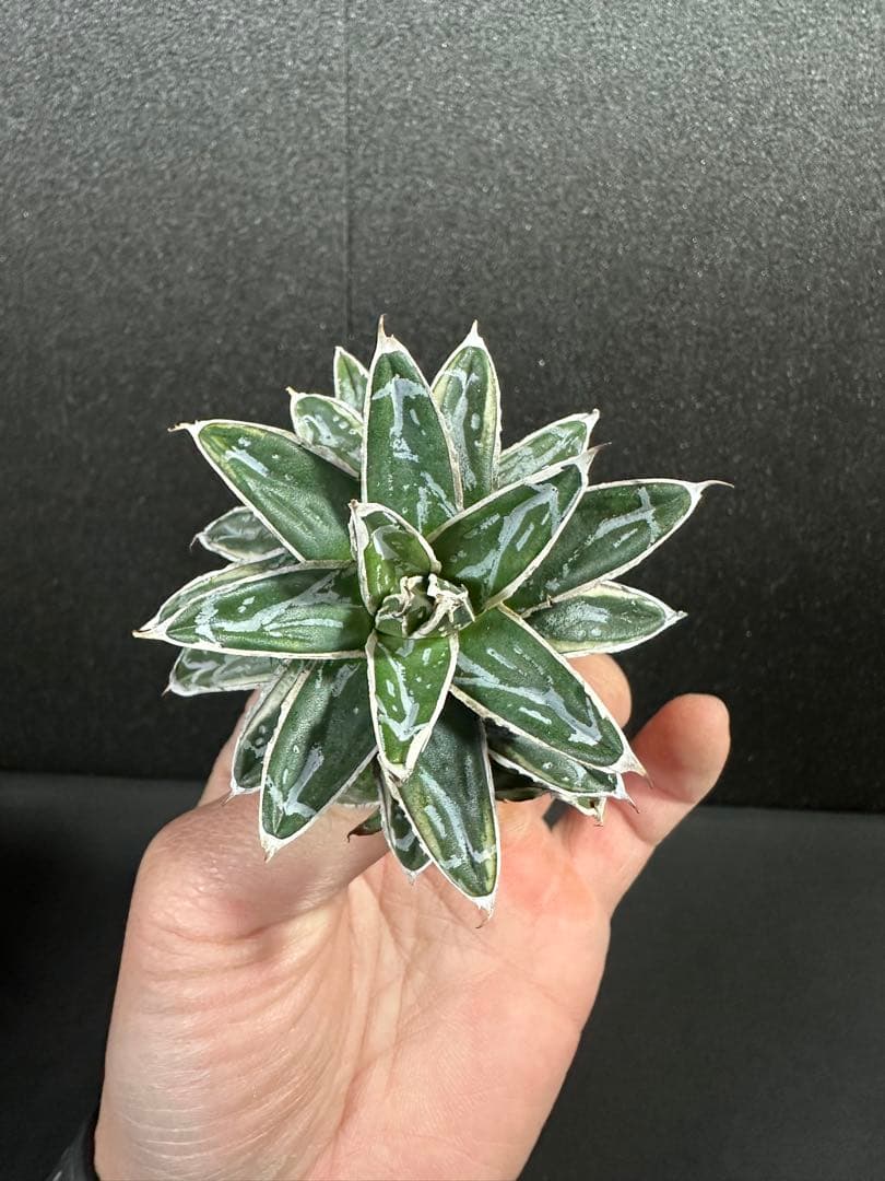 大特価！【アガべ　姫笹の雪白覆輪　中苗　子株付き】