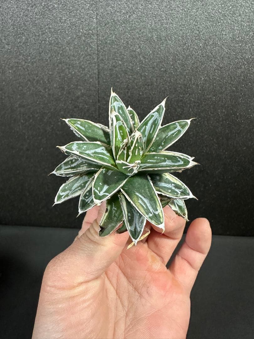 大特価！【アガべ　姫笹の雪白覆輪　中苗　子株付き】