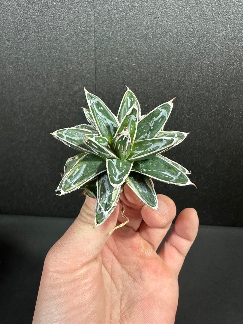 大特価！【アガべ　姫笹の雪白覆輪　中苗　子株付き】