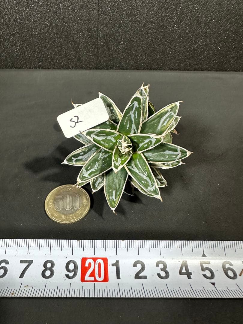 大特価！【アガべ　姫笹の雪白覆輪　中苗　子株付き】