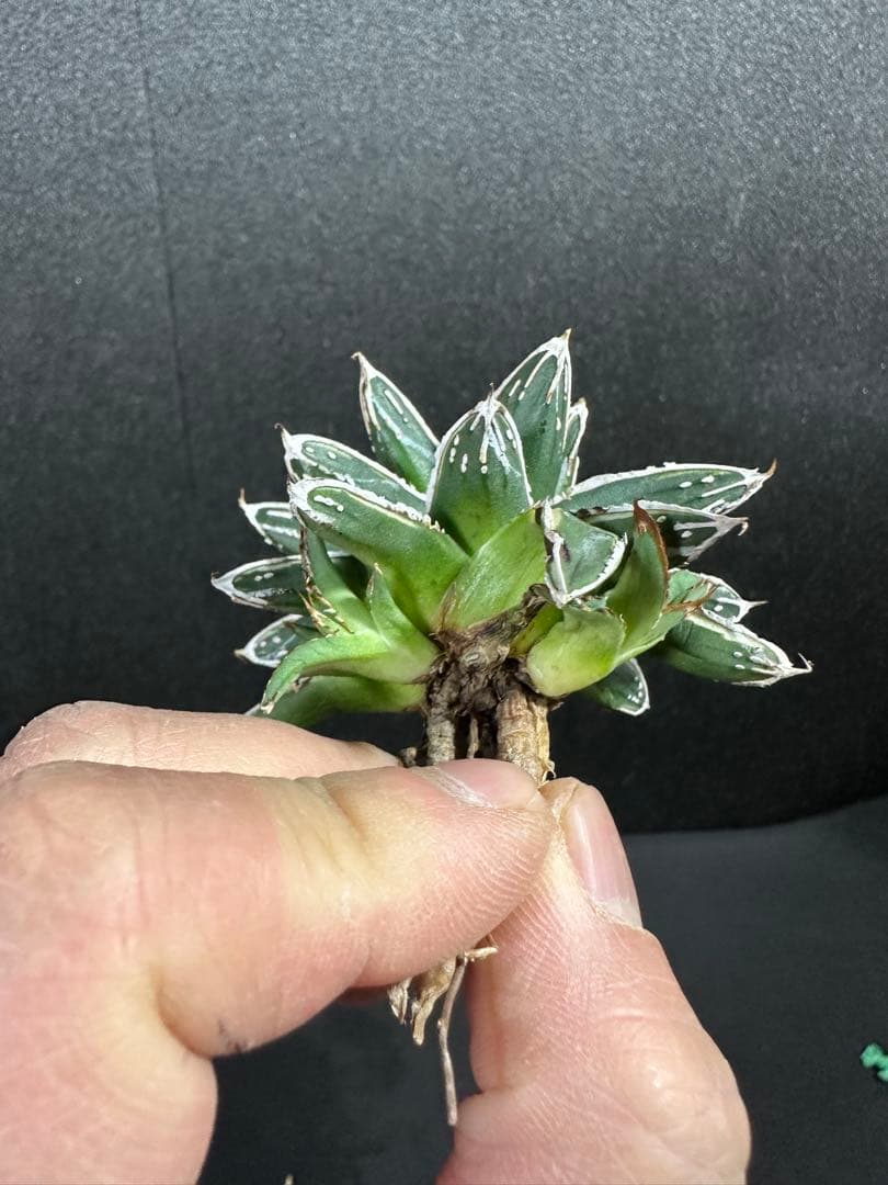 大特価！【アガべ　姫笹の雪白覆輪　中苗　子株付き】