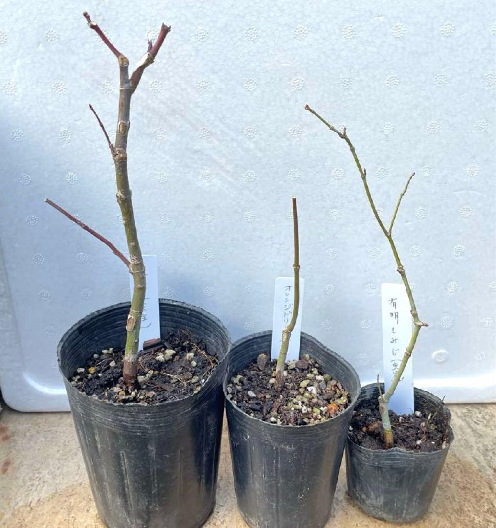 【BI】 藤ともみじ 8品