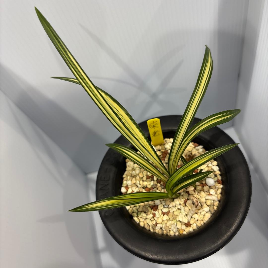 春蘭　韓国春蘭　栄光No.6