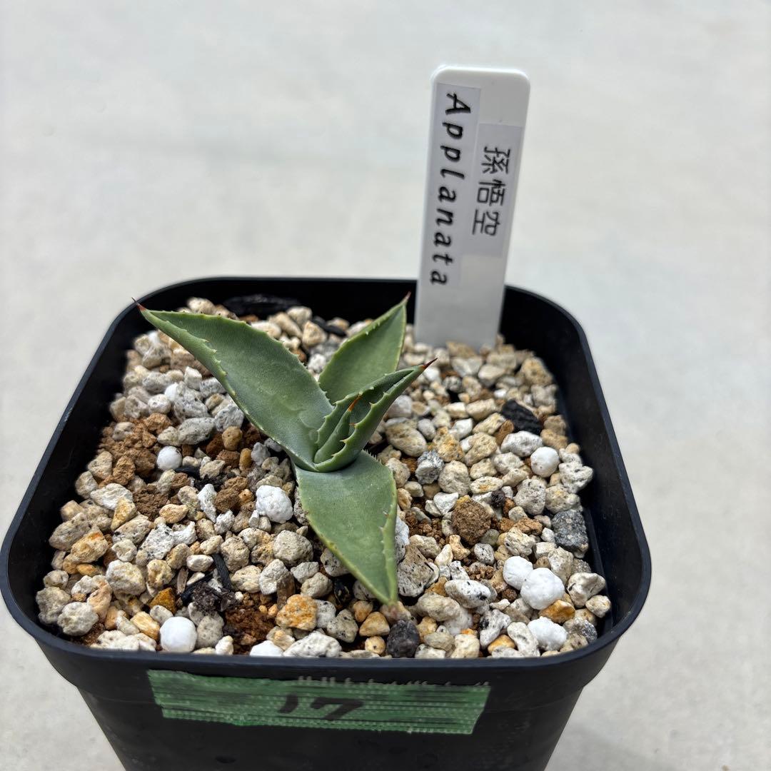 アガベ アプラナータ 孫悟空 子株 カキコ 地植え 耐寒性 ドライ