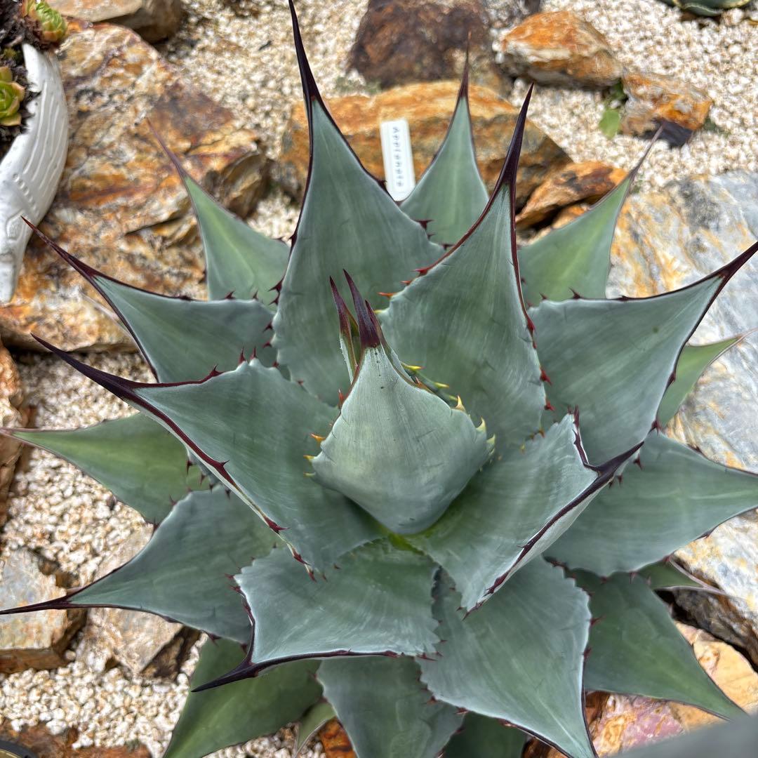 アガベ アプラナータ 孫悟空 子株 カキコ 地植え 耐寒性 ドライ