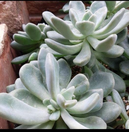 多肉 食べると健康になる石連花♪