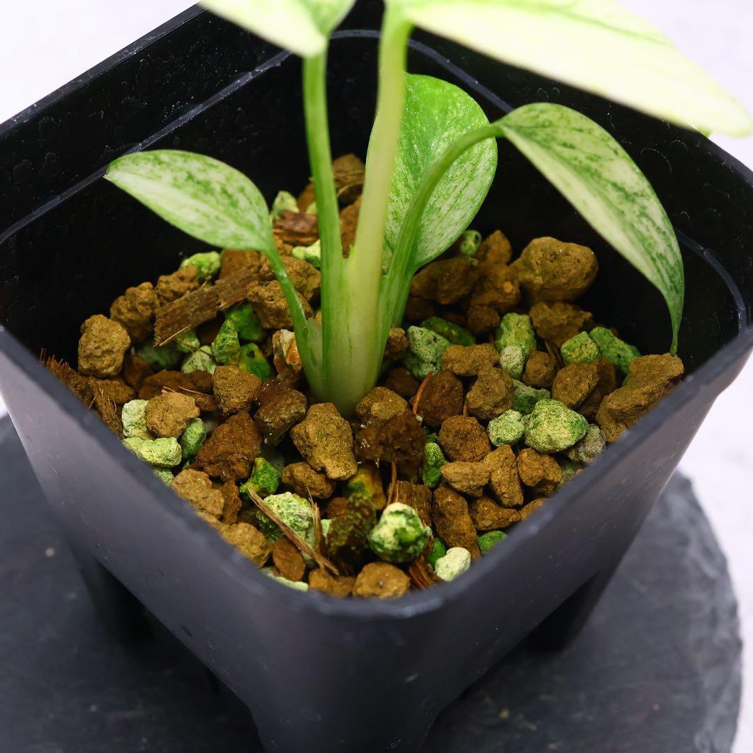 モンステラ ボルシギアナ フルミント