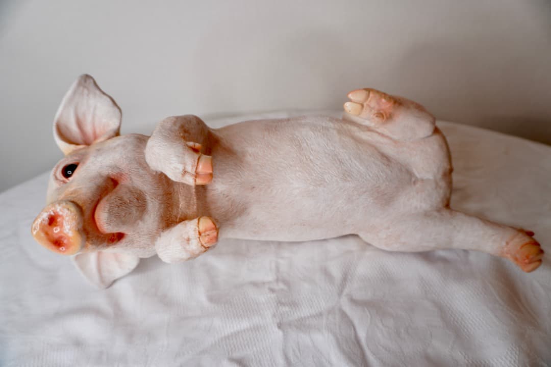 ブタさんのオブジェ 引っ掛けられる インテリア 置物