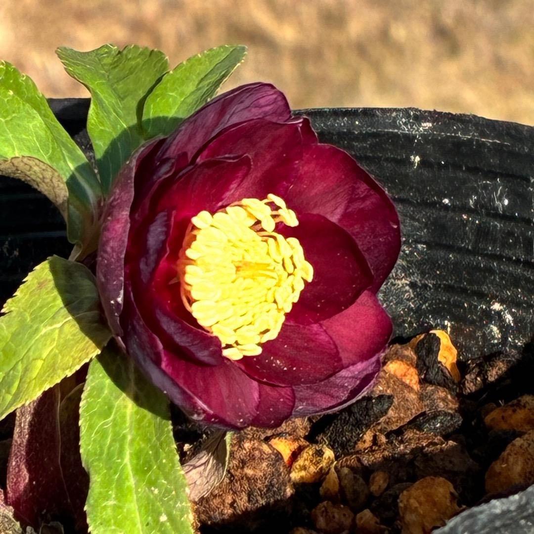 う*ん様 3427☘️花付き☘️⭐️コロコロ小輪⭐️紅赤オーレア⭐️コンパクト⭐