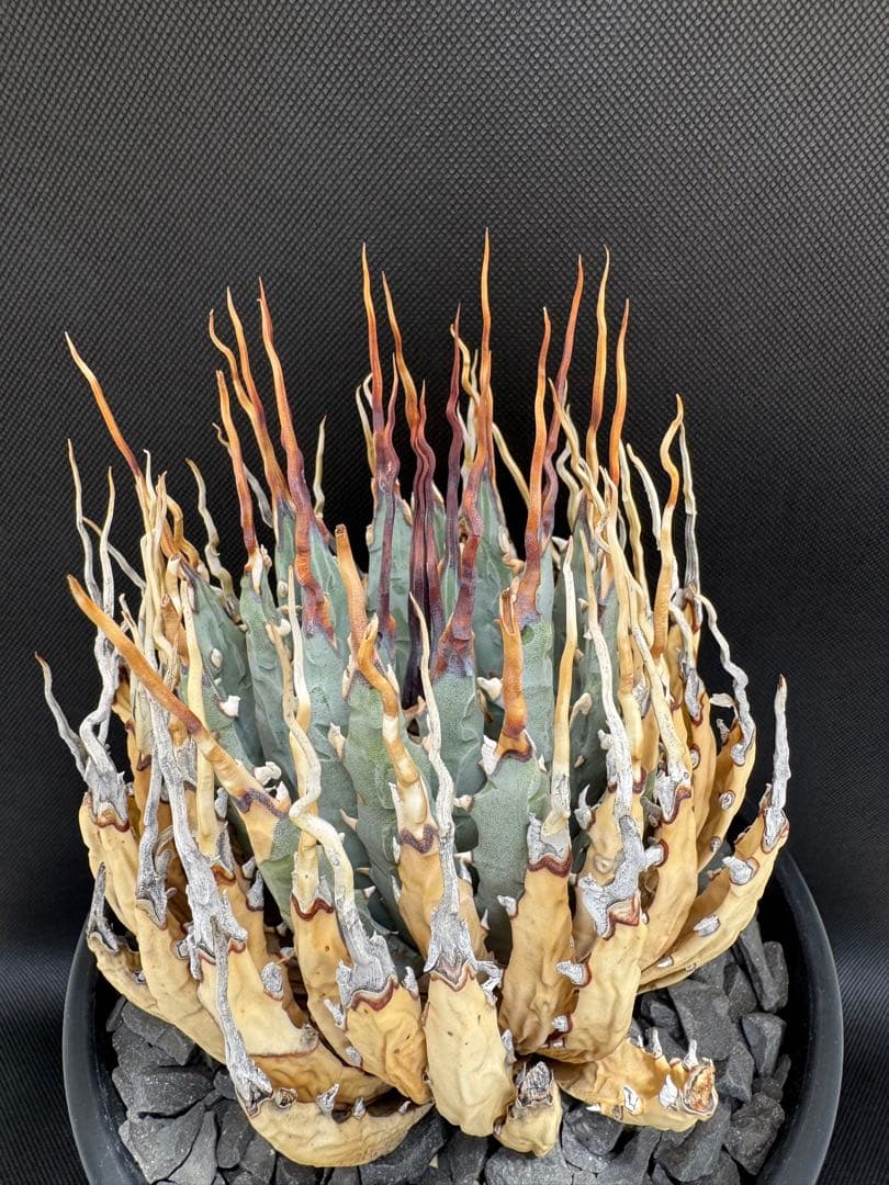 アガベユタエンシスエボリスピナ陽炎