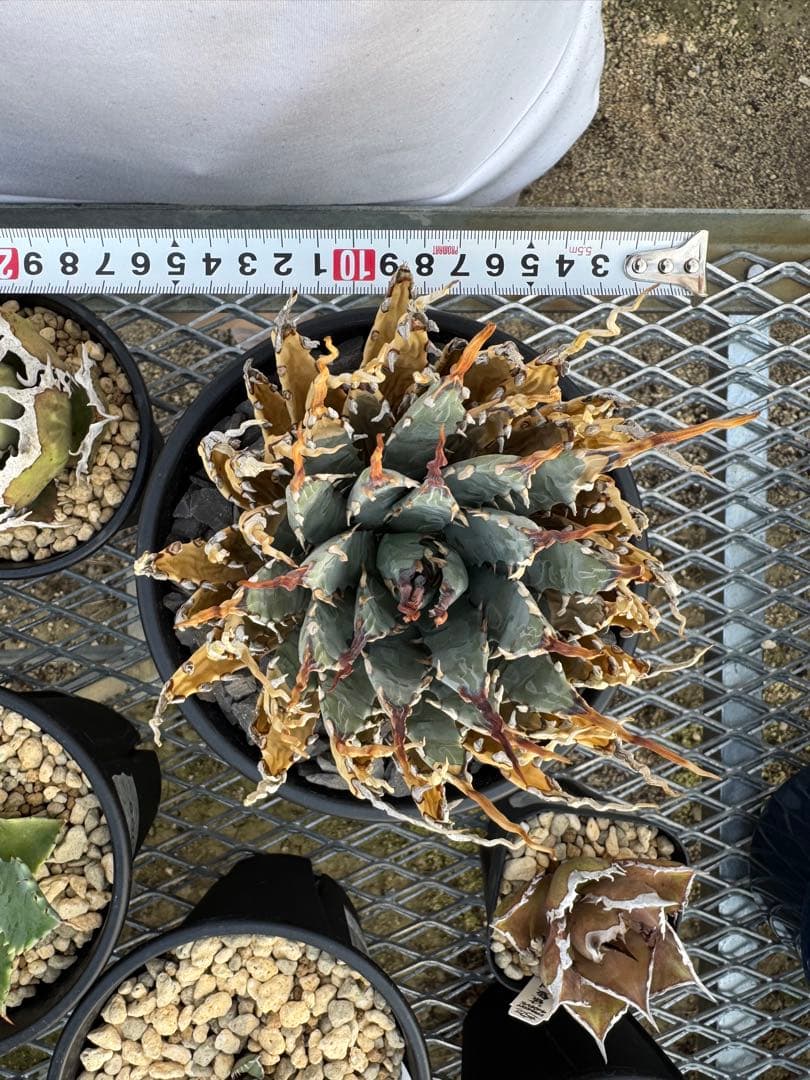 アガベユタエンシスエボリスピナ陽炎