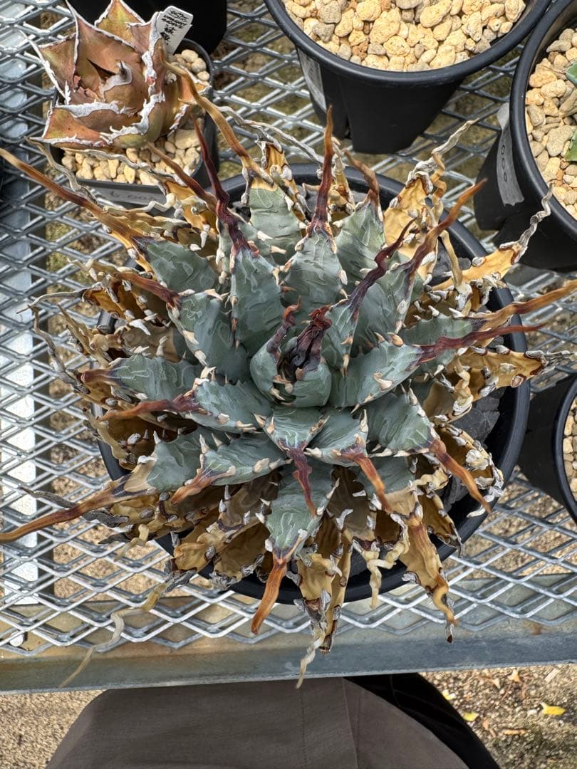 アガベユタエンシスエボリスピナ陽炎